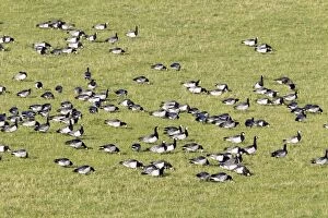 Barnacle Goose - feeding on fields on Islay