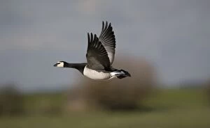 Images Dated 21st February 2007: Barnacle Goose - in flight