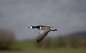 Images Dated 21st February 2007: Barnacle Goose - in flight