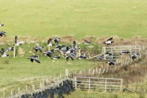 Barnacle Goose - in flight over fields