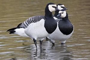 Barnacle Goose - flock of three adults standing in shallow pool Barnacle Goose - flock of three adults standing in shallow pool