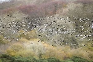Images Dated 7th November 2010: Barnacle Goose - flock in flight
