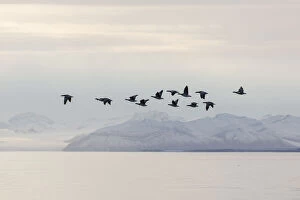 Barnacle Goose - flock in flight in actic landscape