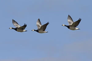 Barnacle Goose - flock in flight - Germany