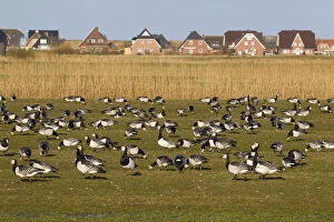 Branta Leucopsis Gallery: Barnacle Goose - flock infront of a house - Germany