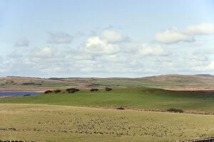 Barnacle Goose - in Islay landscape