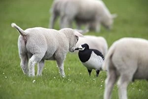 Branta Leucopsis Gallery: Barnacle Goose - kissing lamb Island of Texel, Holland