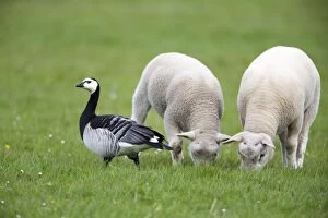 Branta Leucopsis Gallery: Barnacle Goose - with lambs Island of Texel, Holland