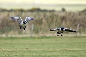 Images Dated 7th November 2010: Barnacle Goose - landing in field