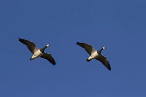 Barnacle Goose - pair in flight - Germany