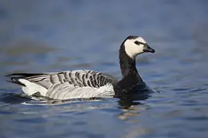 Barnacle Goose - Par - Cornwall - UK