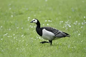 Images Dated 22nd May 2010: Barnacle Goose - searching for food in town park - Hessen - Germany