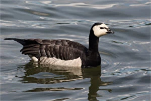 Barnacle Goose - swimming - at Helsinki - Finland