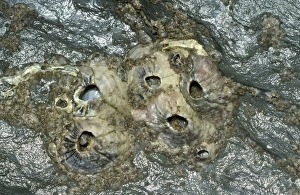 Images Dated 15th January 2007: Barnacles