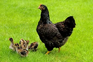 Adults Prints: Barnevelder double laced - mother with chickens - summer - The Netherlands