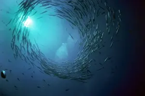 Barracuda