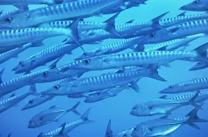 Schools Prints: Barracuda