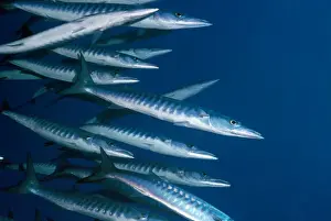 Red Sea Prints: Barracuda - Red Sea - Indo-Pacific 