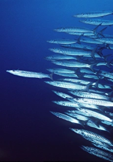 Stand Out Collection: Barracuda - shoal