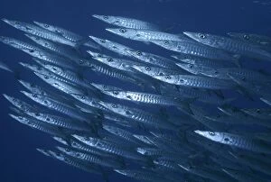 Barracuda - usually found swimming in large shoals along reef dropoffs, these fish are merciless hunters