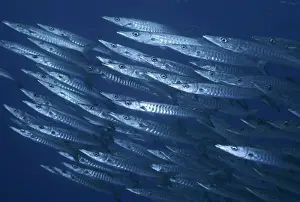 Barracudas Prints: Barracuda - usually found swimming in large shoals along reef dropoffs