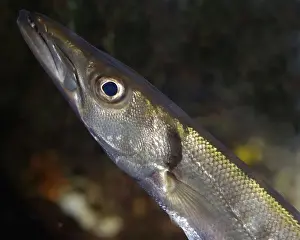 Barracudina - offshore pelagic, North Atlantic and Mediterranean