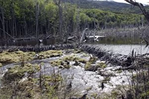 Beavers Gallery: barrage de castor