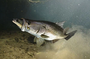 Barramundi or Asian sea bass, Lates calcarifer