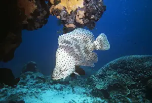 Grouper Prints: Barramundi Cod / Humpback grouper / Panther grouper & Polka-dot Grouper Great Barrier Reef