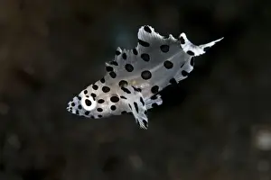 Cods Prints: Barramundi Cod / Pantherfish - juvenile - Indonesia