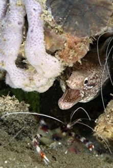 Images Dated 10th April 2007: Barred-fin Moray with Boxer Shrimp (Stenopus hispidus)