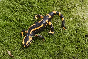 Salamanders Prints: Barred fire salamander. Alsace - France