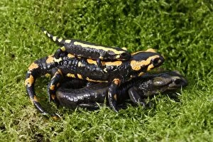 Images Dated 11th October 2006: Barred fire salamander - three. Alsace - France