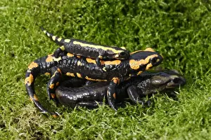 Salamanders Prints: Barred fire salamander - three. Alsace - France