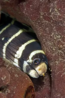 Eels Prints: Barred Moray - with many Copepods on its face - Indonesia