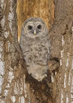 Images Dated 15th May 2012: Barred Owl
