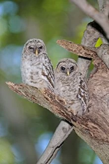 Barred Gallery: Barred Owl