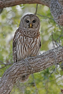 Barred Owl Barred Owl