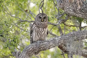 Barred Owl