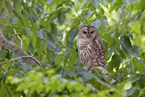 Images Dated 17th May 2010: Barred Owl adult in day roost near nest cavity. May in Connecticut, USA