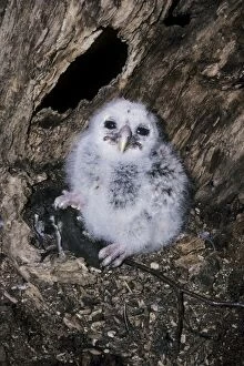 Barred Owl - chick in nest with prey, flying squirrel