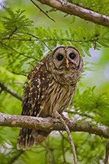 Barred Owl - in cypress tree. Common in dense coniferous forests and mixed woodlands of river bottoms or swamps