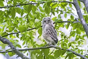 Barred Owl - fledgeling in May
