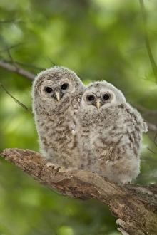 Images Dated 16th May 2010: Barred Owl - fledglings just outside of their nest cavity. May in Connecticut, USA