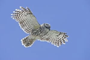 Images Dated 31st March 2005: Barred Owl - in flight