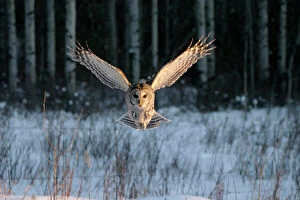 Barred OWL - in flight, wings spread