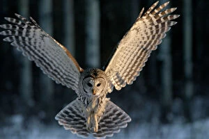 Barred OWL - in flight, wings spread, chasing for prey