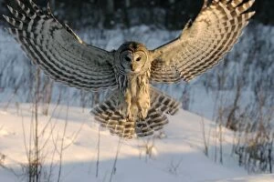 Barred Gallery: Barred OWL - at hunt, diving down for prey
