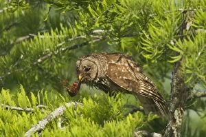 Images Dated 6th May 2005: Barred Owl - With prey