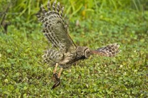 Barred Owl preying on crayfish (crawfish) in southern swamp